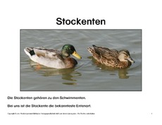 Bilderbuch-Stockente-1-2-Seite-1-23.pdf